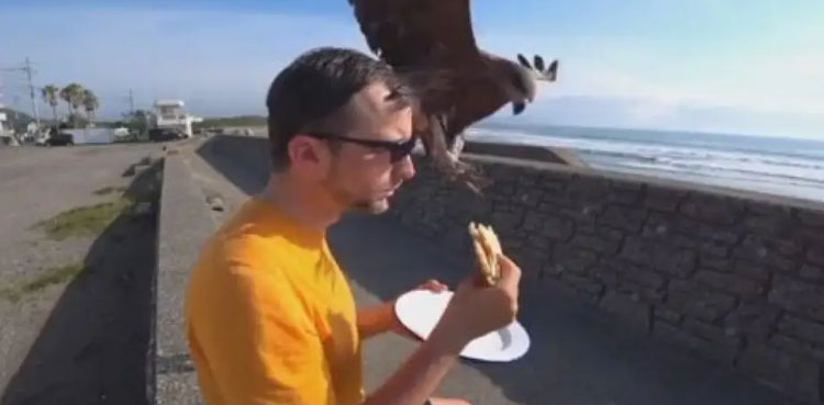 WATCH, viral video, Hawk, snatches, sandwich