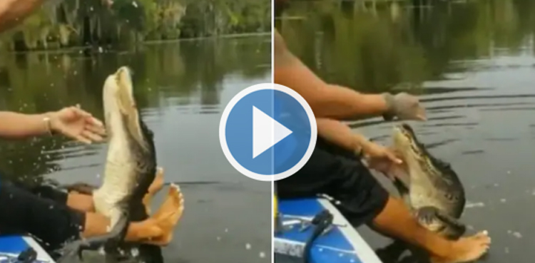 crocodile, crocodile video, man, viral video,