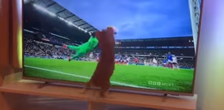 cat, goalkeeper, viral video, viral, video,