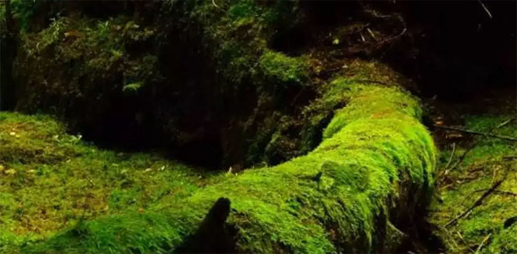 optical illusion, frog,
