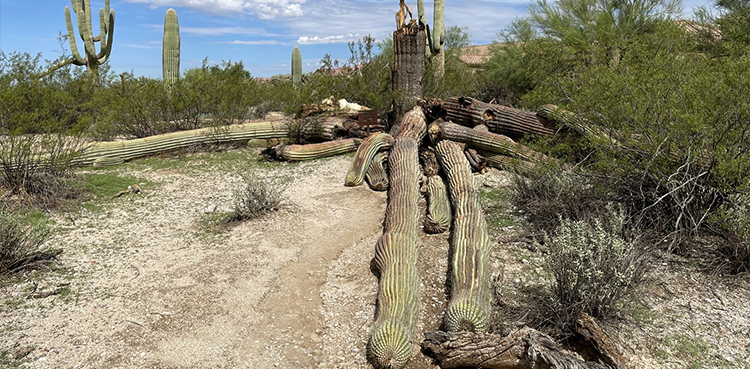 Giant cactus, US heavy rain, Saguaro cactus