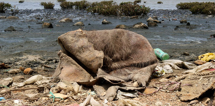 marine life waste water Karachi
