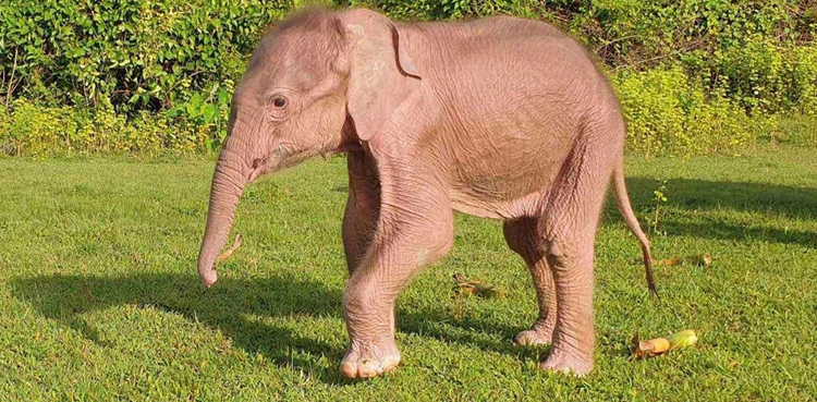 white elephant, elephant, rare white elephant,