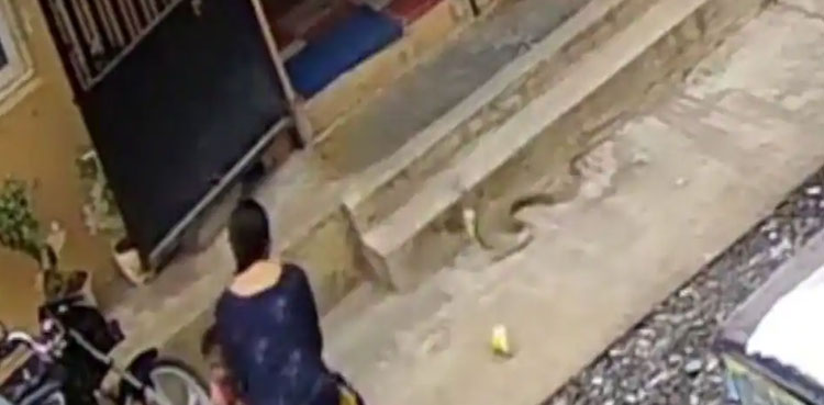 woman-saves-son-snake