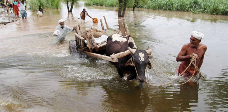Sindh Livestock Damage