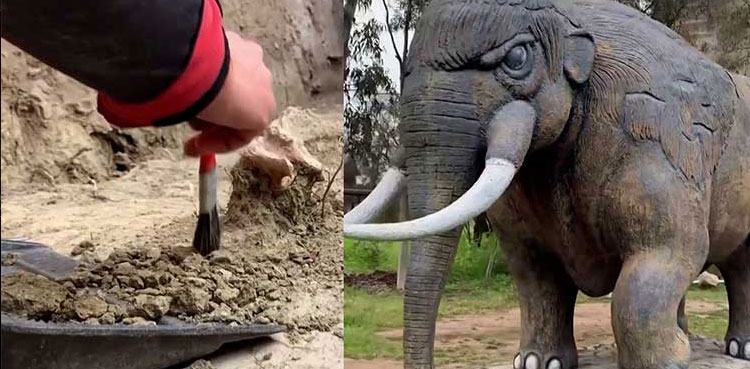 Elephant, remains, chile