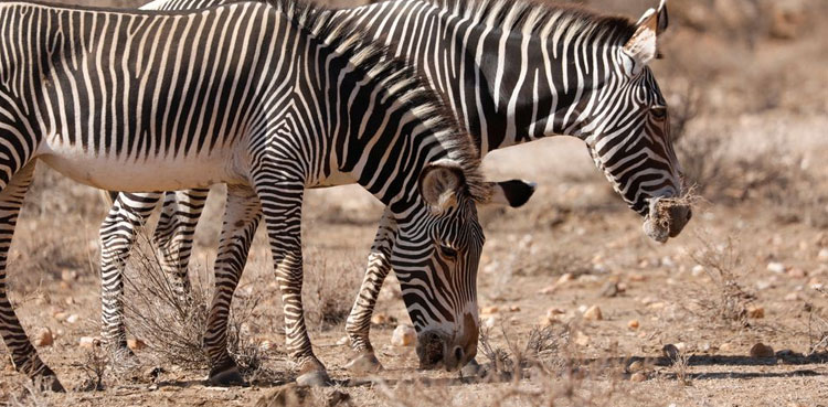 Kenya,-wildlife