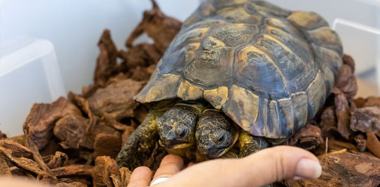 Tortoise,-celebrations