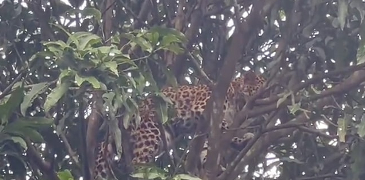 Viral video, leopard, stuck, mango tree, rescued