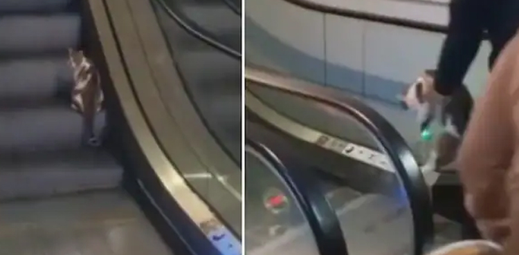 Hilarious video, cat, climb up, escalator, viral