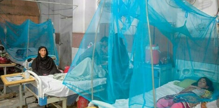 dengue cases , Rawalpindi, dengue in 24 hours