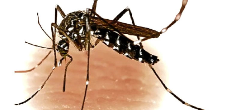Dengue larvae Sargodha man booked