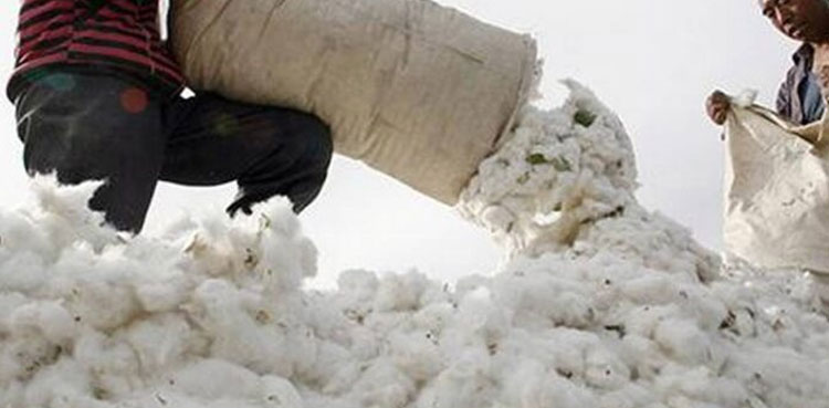pakistan cotton exports