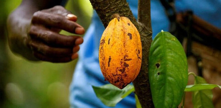 Ivory Coast raises cocoa farmgate price