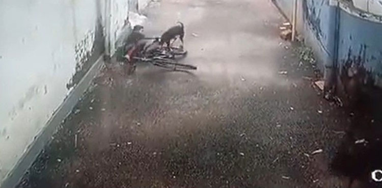 Boy gets mauled, horrific video, dog, India