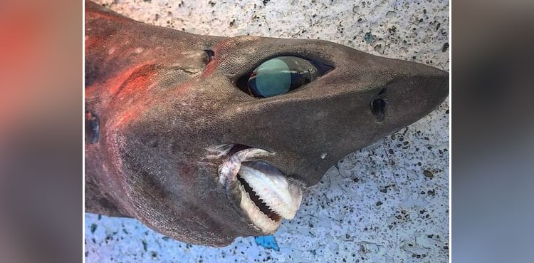 shark, viral picture, viral, picture