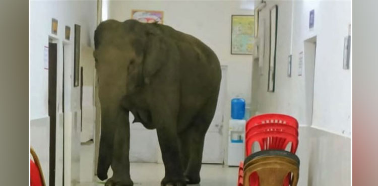 elephants, india, viral video, viral, video,