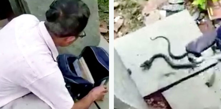 Snake, shocking video, schoolgirl's bag, Twitter