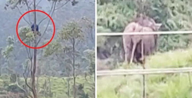 Viral video, man sits atop tree, wild elephants