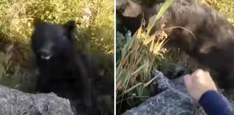 Climber and Bear Viral Video
