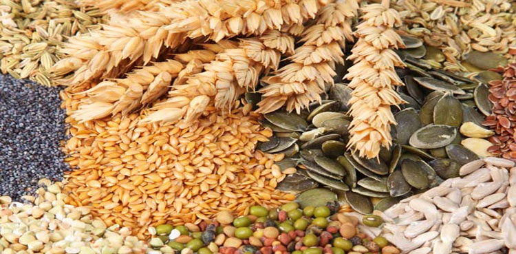 Wheat India