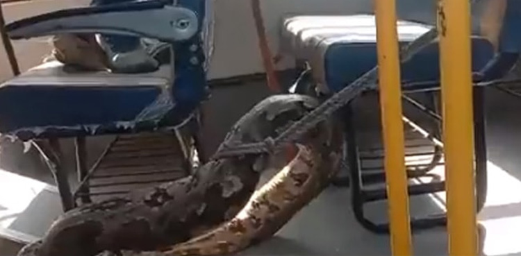 Python in School Bus