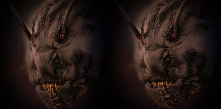 viral ant