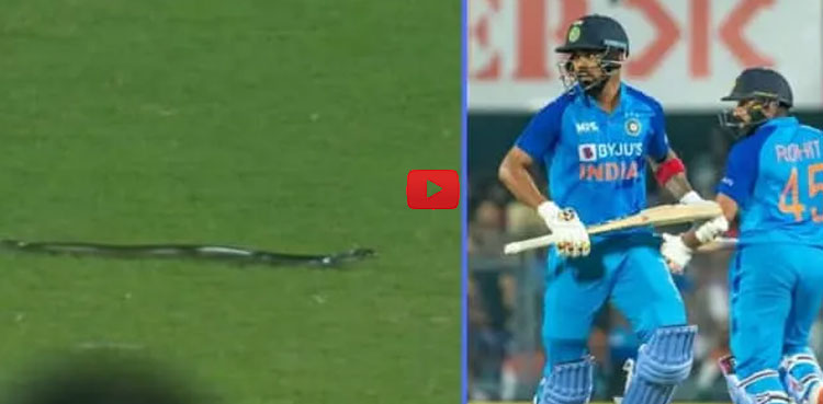 Watch: Snake stops play during 2nd India-South Africa T20I