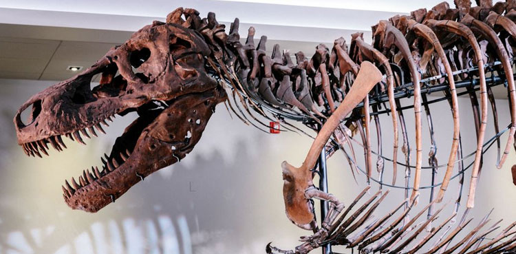 T.Rex,-jawbone