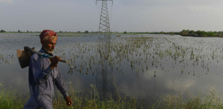Farmers, flood-affected areas, free-of-cost seeds, Tariq Bashir Cheema
