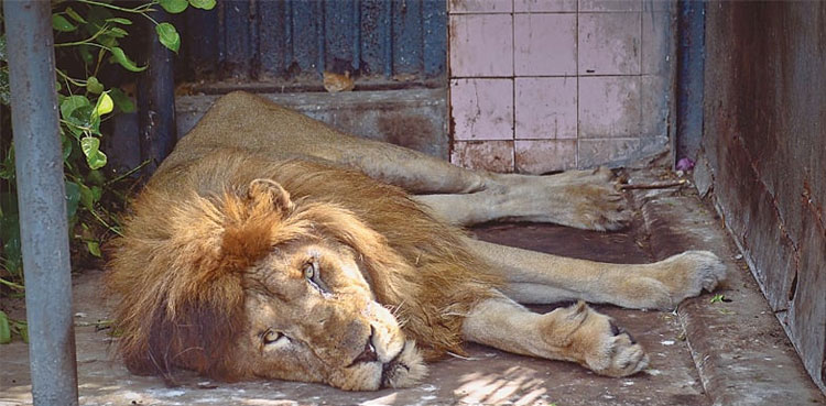 African lion. Karachi Zoo, Raza Abbas, Dies