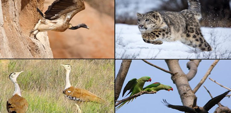Wildlife,-Paksitan,-forests,-WWF,