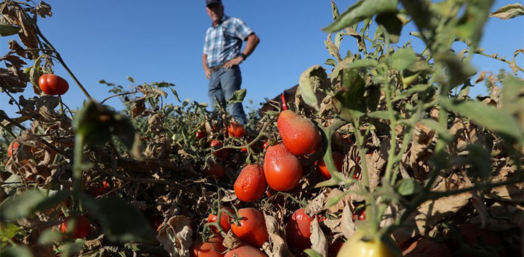Punjab off-season cultivation, tomatoes onions