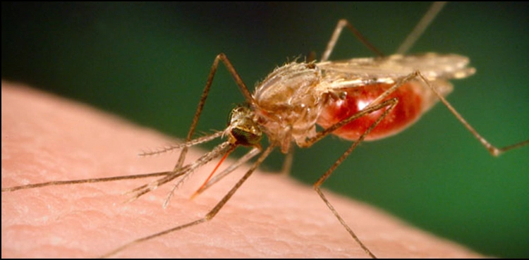 Sindh, malaria cases, 100,000 cases