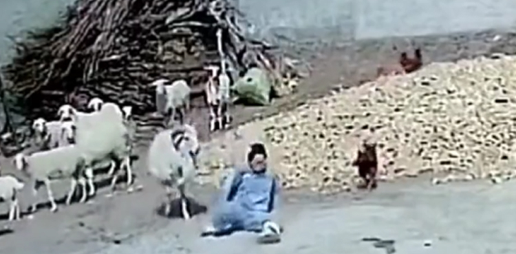 Viral video, sheep attacks woman, sheep saves chicken