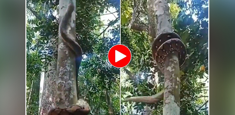 python, huge python, viral, video, video goes viral