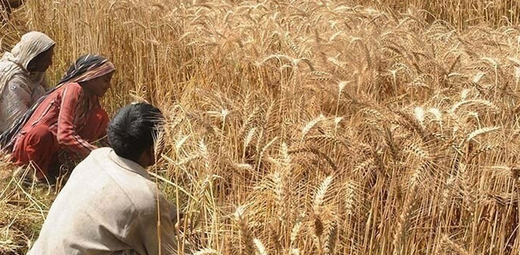 Kisan card, wheat support fund, Maryam Nawaz
