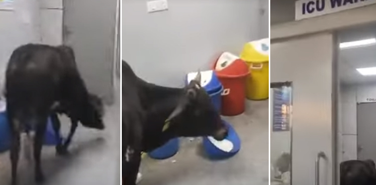 Loose cow in ICU ward, viral video