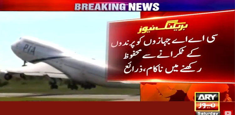 PIA planes, bird strike