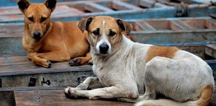 dog bite cases Pakistan rise