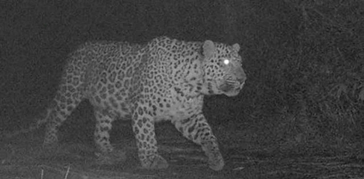 leopard,-margalla-hills,-islamabad