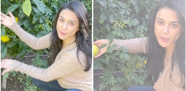 Bollywood actor Preity Zinta home farm