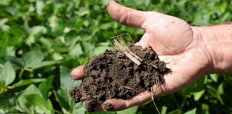 ECC, urea import, fertilizers import