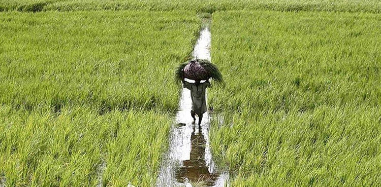 Farmers, protest, Punjab Assembly, Pakistan Kissan Ittehad