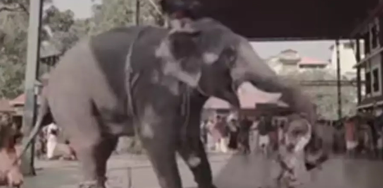 Elephant, holds groom, wedding, viral