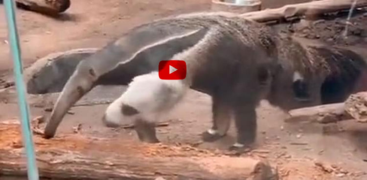 Anteater with two heads baffles the internet