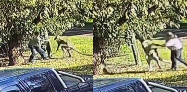 Kangroo fistfight viral, Fight With Kangaroo, Australian old man