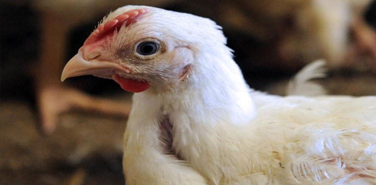 Chicken prices deregulate Punjab
