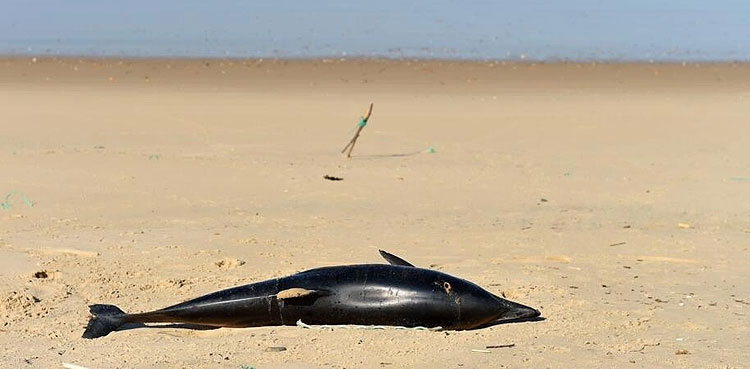 Dolphins Bird flu virus