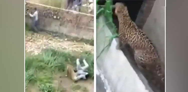 Leopard injures, leopard attacking, video, social media